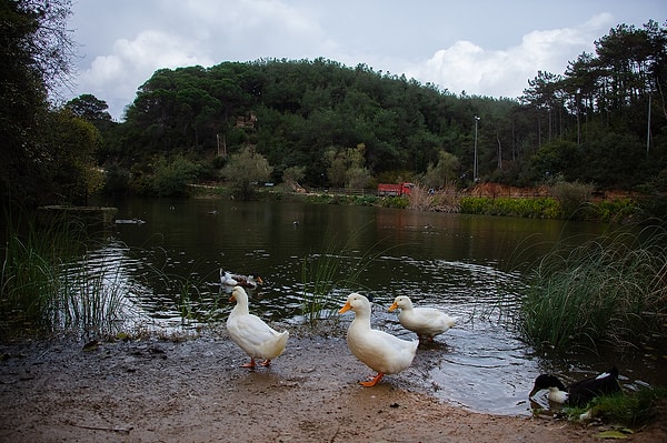 Ponds and Viewing Areas