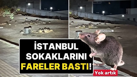 İstanbul’da Fare İstilası! Esenyurt’ta Fareler Sokaklarda Görüntülendi