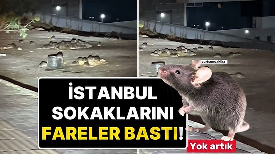 İstanbul’da Fare İstilası! Esenyurt’ta Fareler Sokaklarda Görüntülendi