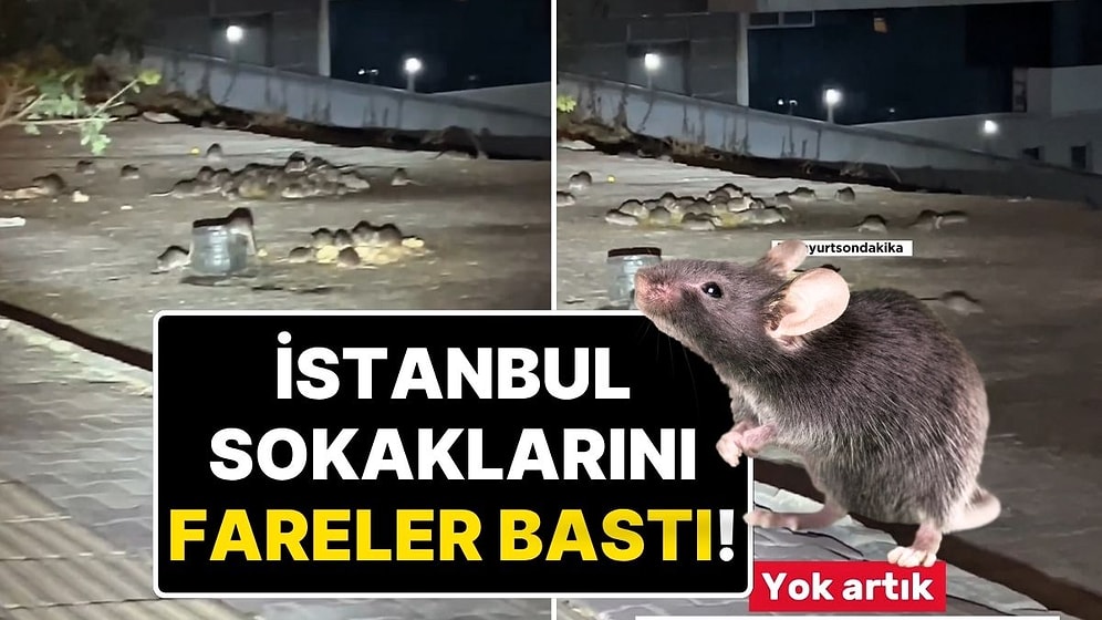 İstanbul’da Fare İstilası! Esenyurt’ta Fareler Sokaklarda Görüntülendi