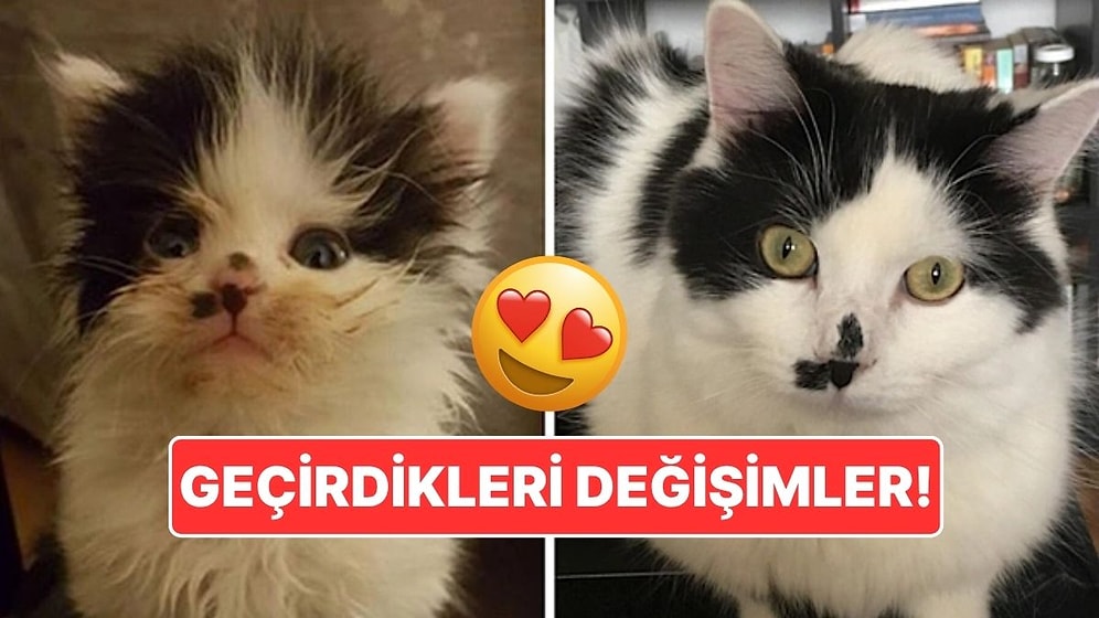 Sahiplendikleri Hayvanların Önceki ve Sonraki Hallerini Paylaşarak Kalp Isıtan Kullanıcılar