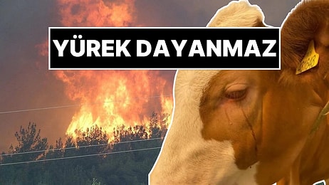 Kahreden Görüntü: Orman Yangınından Kurtarılan İneğin Gözyaşları