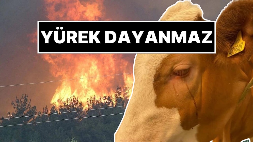 Kahreden Görüntü: Orman Yangınından Kurtarılan İneğin Gözyaşları