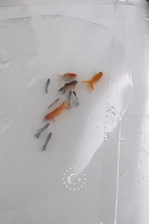 Araç kaputuna canlı balık koyup video çektiler.