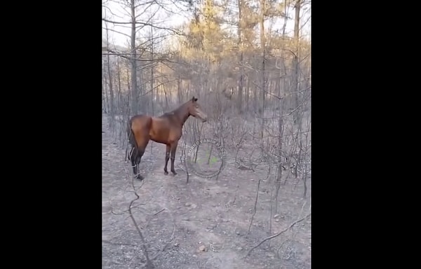 Atların son derece hisli hayvanlar olduğu biliniyor.