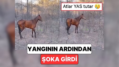 İzmir'deki Yangında Bir Atın Yandığı İhbarını Alan Vatandaşların Karşılaştığı Manzara Yürekleri Dağladı