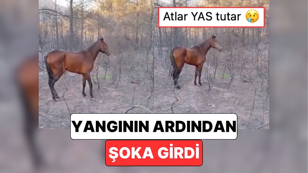 İzmir'deki Yangında Bir Atın Yandığı İhbarını Alan Vatandaşların Karşılaştığı Manzara Yürekleri Dağladı