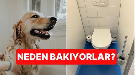 Uzman Açıkladı: Köpeğiniz Tuvaletini Yaparken Size Neden Bakar?