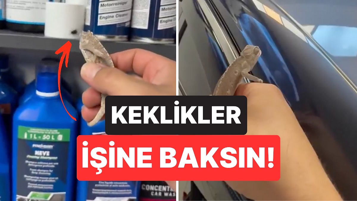 Keklikler İşine Baksın: Böceklerle Başa Çıkmak İçin Bukalemun Kullanan Vatandaş Güldürdü