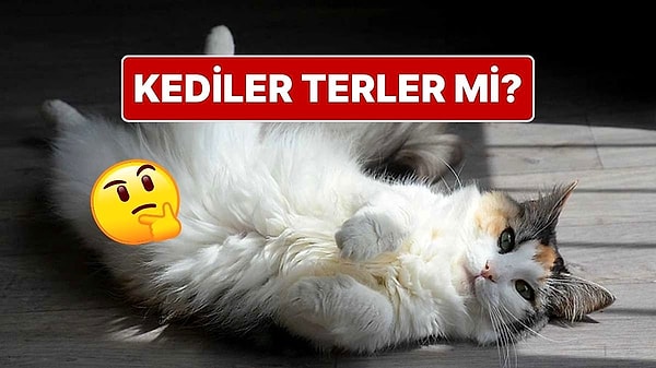 Sıcakta Terlemeyen Kediler Kendilerini Nasıl Serin Tutuyor?