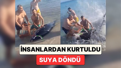 Çeşme'de Kıyıya Vuran Bir Orkinos, Kendisini Yakalayan İnsanların Elinden Kurtularak Suya Geri Döndü