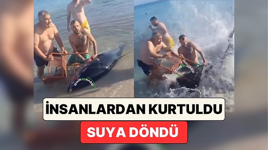 Çeşme'de Kıyıya Vuran Bir Orkinos, Kendisini Yakalayan İnsanların Elinden Kurtularak Suya Geri Döndü