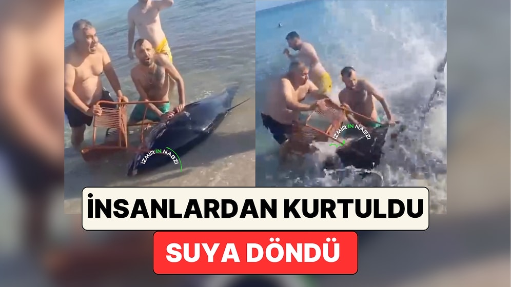 Çeşme'de Kıyıya Vuran Bir Orkinos, Kendisini Yakalayan İnsanların Elinden Kurtularak Suya Geri Döndü