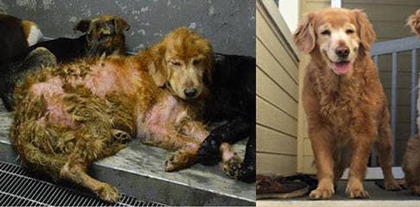 4. Sokağa bırakıldıktan sonra sahiplenilen bu patili dostumuzun geçirdiği değişim takdire şayan 😻👇🏻