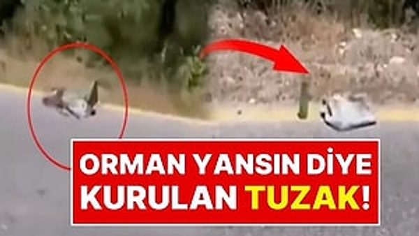 Ülkenin dört bir yanında yangınlarla mücadele edilirken; Sakarya'dan 'yangına davetiye' niteliğinde bir görüntü geldi.