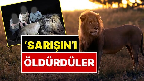 Ünü Sınırları Aşmıştı! 'Sarışın' Aslan 1.8 Milyon TL Ödeyen Avcılar Tarafından Öldürüldü
