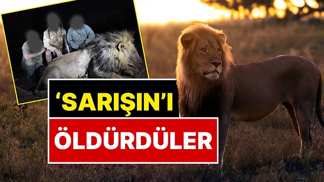 Ünü Sınırları Aşmıştı! 'Sarışın' Aslan 1.8 Milyon TL Ödeyen Avcılar Tarafından Öldürüldü
