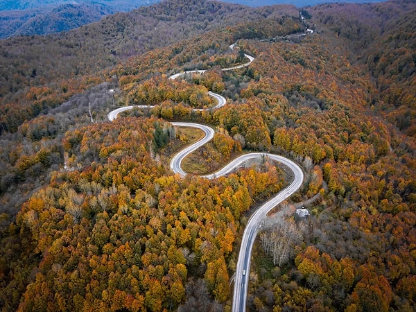 10. Domaniç Forests