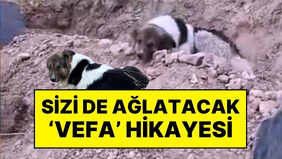10 Gün Önce Hayatını Kaybeden Sahibinin Mezarından Ayrılmayan Köpek Sizi de Ağlatacak!
