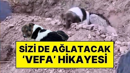 10 Gün Önce Hayatını Kaybeden Sahibinin Mezarından Ayrılmayan Köpek Sizi de Ağlatacak!