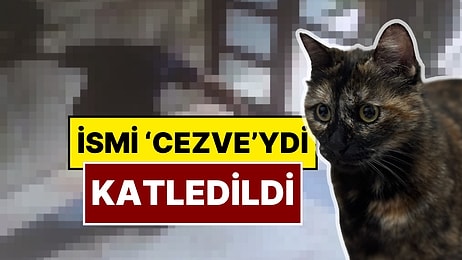 Başakşehir’de Cezve İsimli Kedi Öldürüldü: X Kullanıcıları Yaşananlara İsyan Etti!