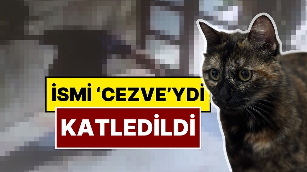 Başakşehir’de Cezve İsimli Kedi Öldürüldü: X Kullanıcıları Yaşananlara İsyan Etti!