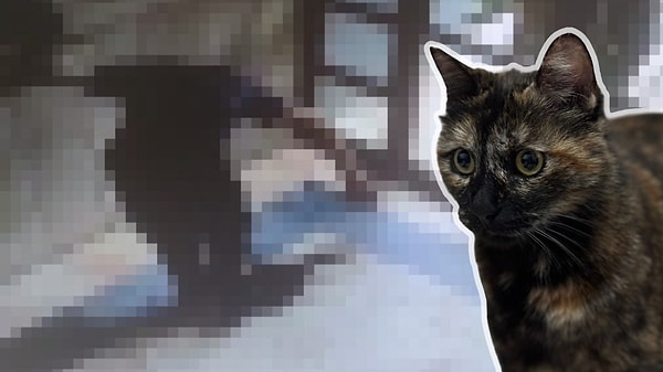 'Cezve' isimli kedi katledildi!