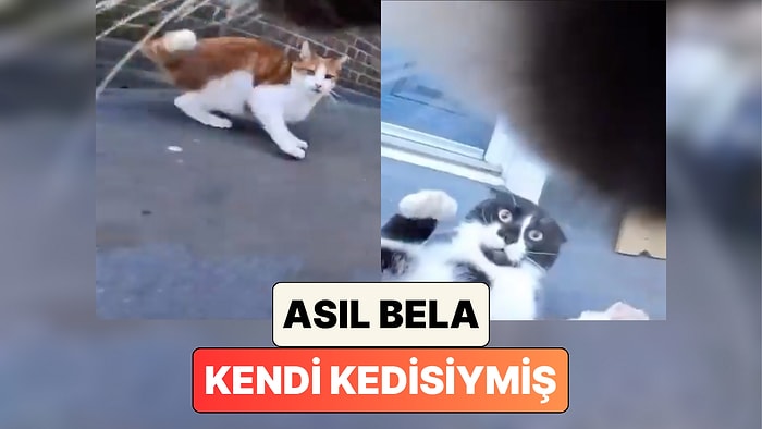 Eve Sürekli Yaralı Gelen Kedisine Ne Olduğunu Anlamak İçin Kamera Takan Sahibi Asıl Belanın O Olduğunu Gördü