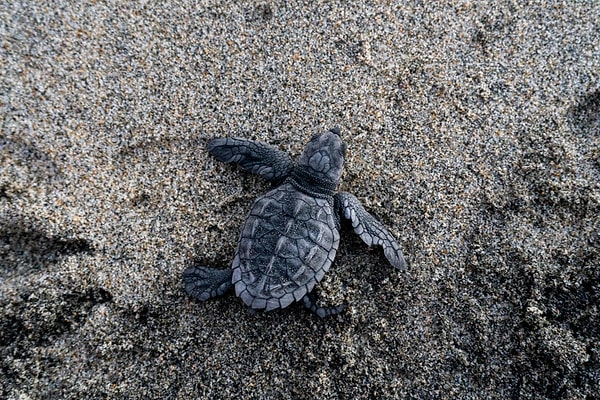 7. Observe Caretta Carettas in Dalyan
