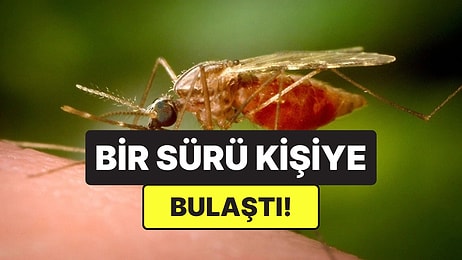 Çin’de Yeni Salgın Alarmı: Sivrisinek Kaynaklı Chikungunya Virüsü Yayılıyor
