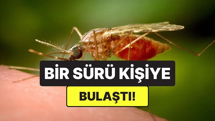 Çin’de Yeni Salgın Alarmı: Sivrisinek Kaynaklı Chikungunya Virüsü Yayılıyor
