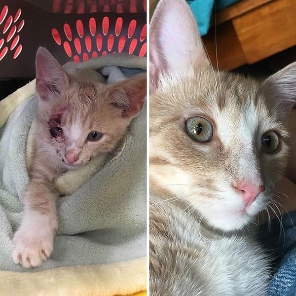 3. Farkındaysanız o mahzun bakıştan eser kalmamış 😻