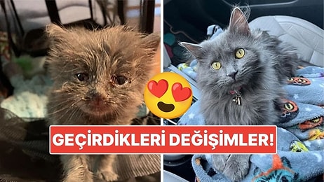 Sahiplendikleri Hayvanların Önceki ve Sonraki Hallerini Paylaşarak Kalp Isıtan Kullanıcılar