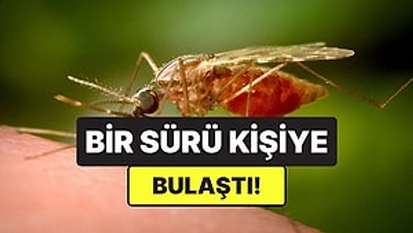Çin’in güneyinde sivrisinek kaynaklı chikungunya virüsü hızla yayılıyor.