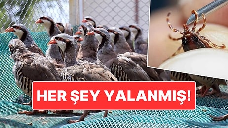 Keklikler Kene Yemiyormuş: Kekliklerin Kene Popülasyonunu Artırdığı İddia Edildi