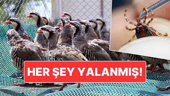 Keklikler Kene Yemiyormuş: Kekliklerin Kene Popülasyonunu Artırdığı İddia Edildi