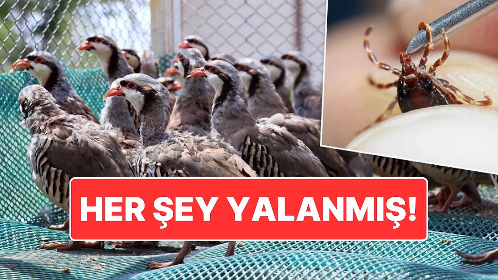 Keklikler Kene Yemiyormuş: Kekliklerin Kene Popülasyonunu Artırdığı İddia Edildi