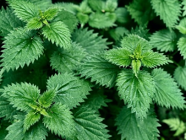 Isırgan otu (Urtica dioica), kendini otoburlardan korumak için iğne gibi yapılar geliştirmiştir.