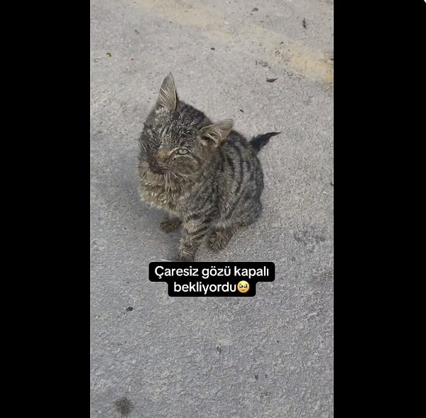 Bir kullanıcı, 5 ay önce karşılaştığı sokak kedisinin tedavi sonrası değişimini paylaştı.