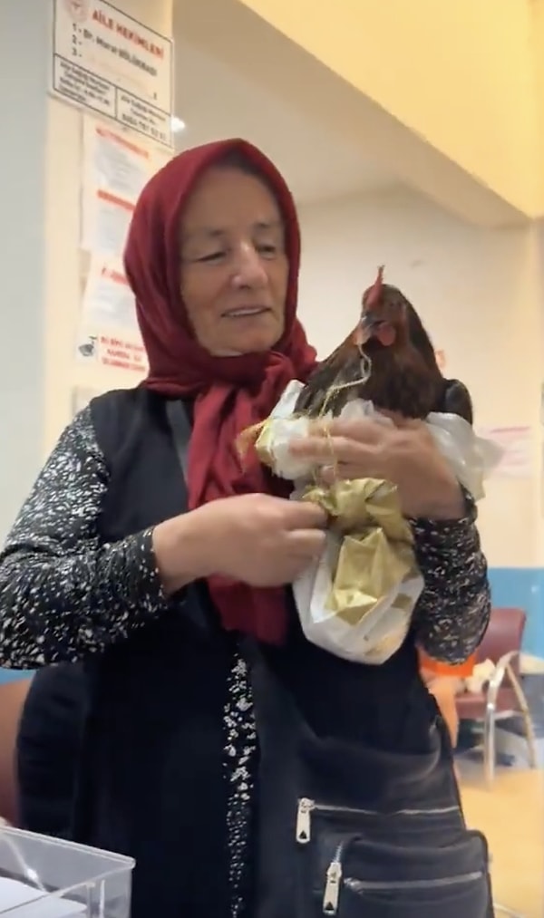 Talihsiz tavuk, ne veterinerde ne de hastanede şifa bulamadı...