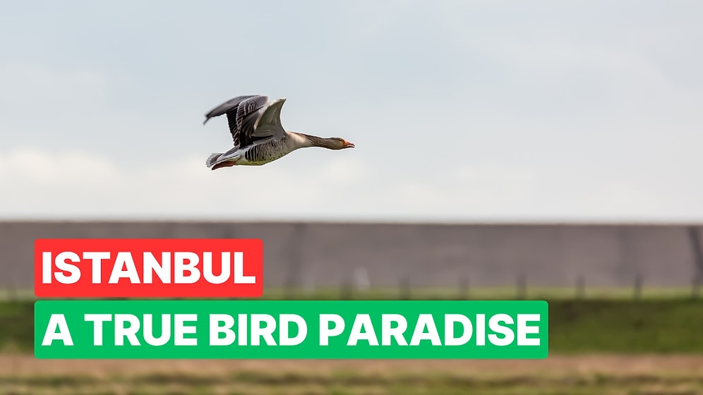 Best Places for Birdwatching in Istanbul: Perfect for Nature Lovers