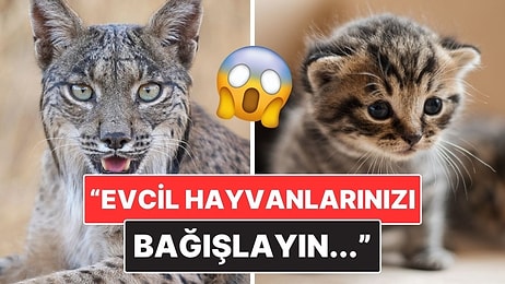 Danimarka’da Bir Hayvanat Bahçesi Yırtıcılara Mama Değil Evcil Hayvan Bağışı İstedi!