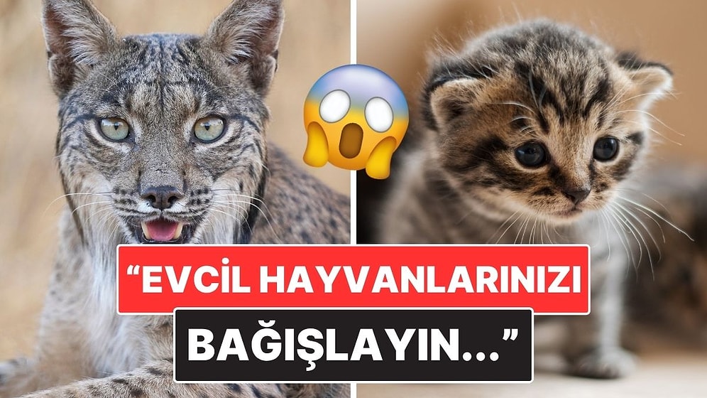 Danimarka’da Bir Hayvanat Bahçesi Yırtıcılara Mama Değil Evcil Hayvan Bağışı İstedi!