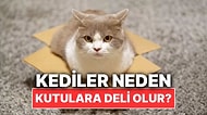 Kediler Neden Kutulara Deli Olur?