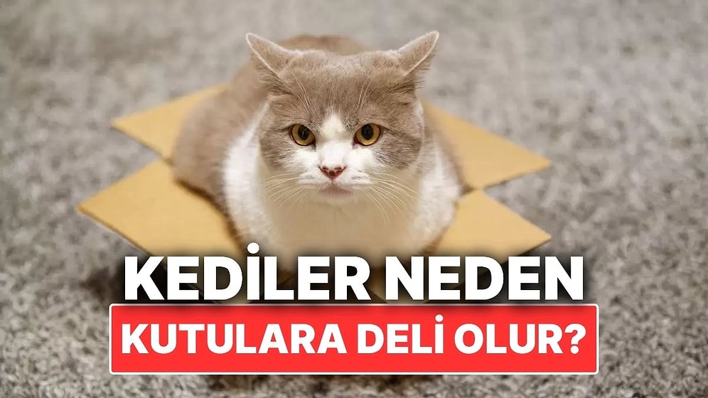 Kediler Neden Kutulara Deli Olur?