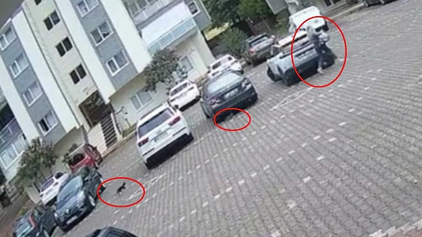 İki yavru kedi bir genç kadına karşı...