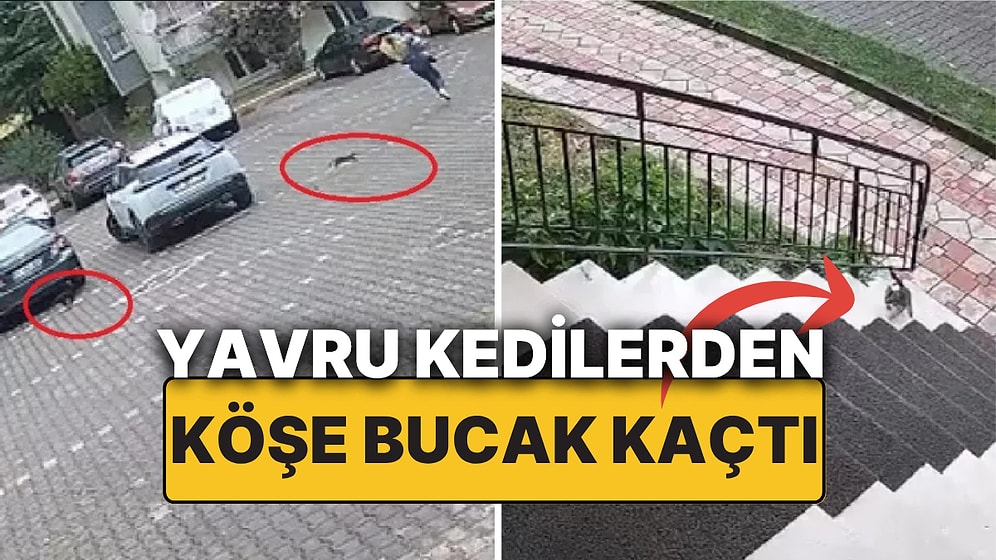 Minik Kediler Kovaladı, Genç Kadın Kurtulmak İçin Çantasını Bile Bırakıp Evine Sığındı