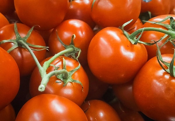 Avrupa’ya geldiğinde “zehirli bitki” sanıldı.