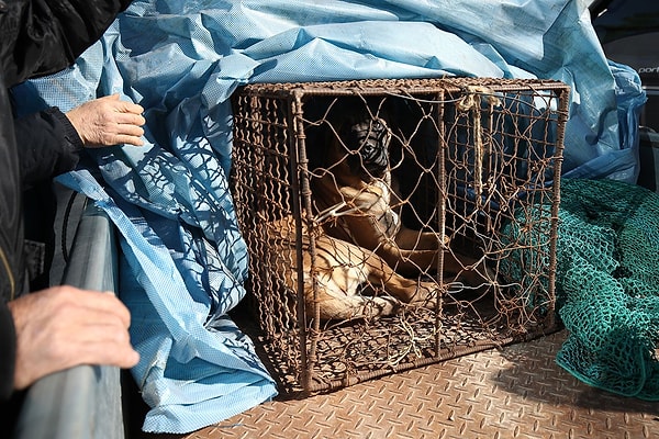 Köpek eti yemek yasak