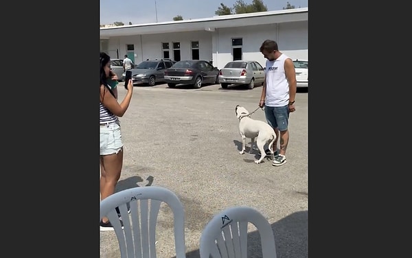 "Ev ortamında büyümüş bir Dogo nasıl hayatta kalabilir?"
